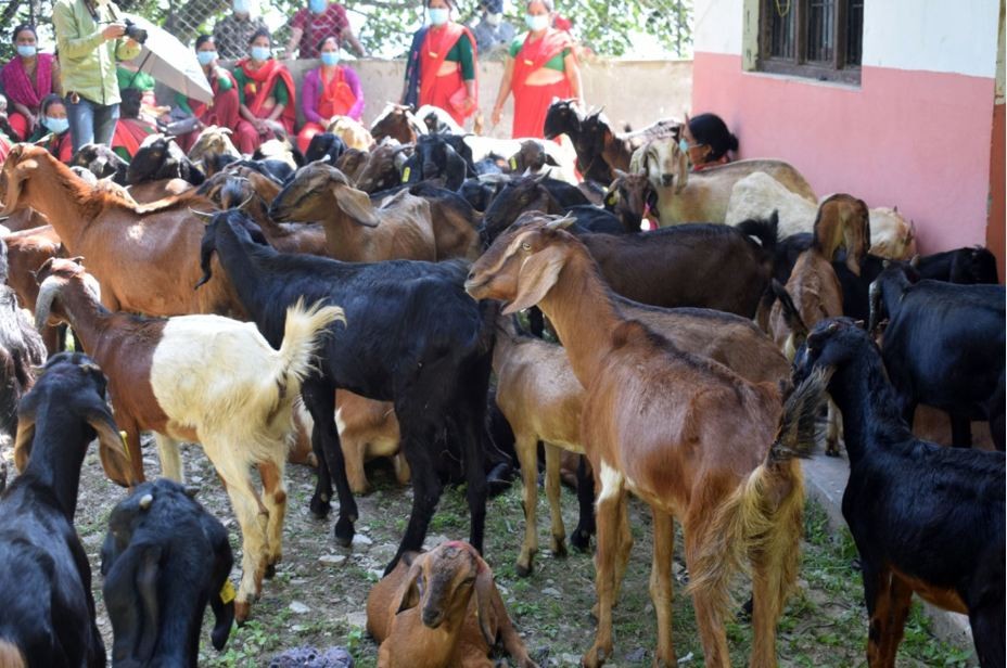 किसानलाई प्रोत्साहन गर्न दसैँको अवसरमा खसीबोका प्रदर्शनी