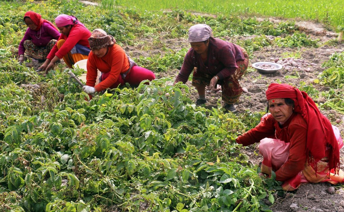 कृषि आधुनिकीकरण परियोजना, आठ हजारभन्दा बढी किसान आवद्ध