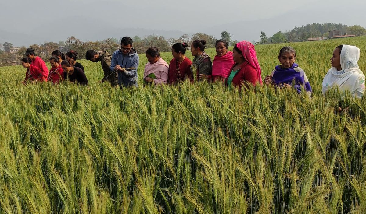 यस वर्ष गहुँबालीका लागि रासायनिक मलको अभाव नुहने