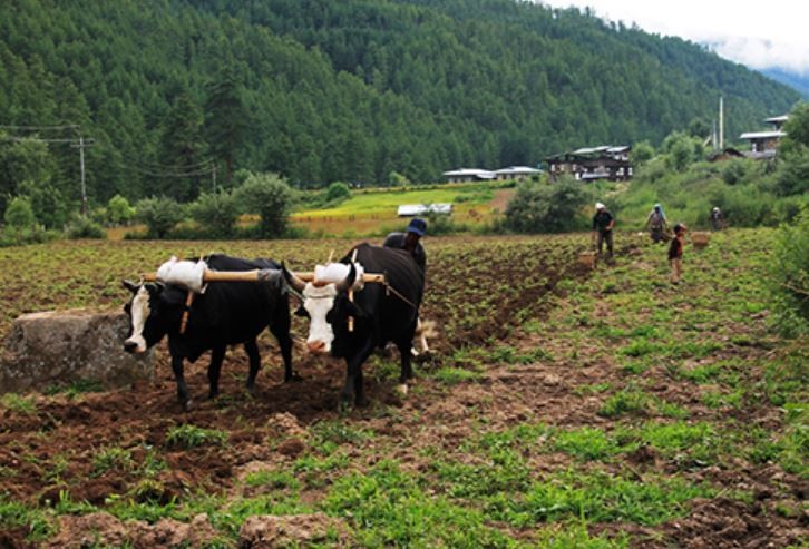 कर्णालीमा किसानलाई गोठालो भत्ता !