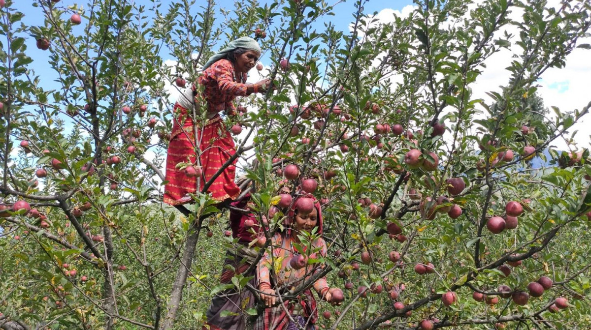 मुस्ताङको स्याउ भदौमा नै पाक्न थाल्यो