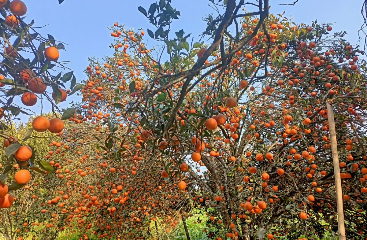 एउटै वडाबाट रु दुई करोडभन्दा बढीको सुन्तला बिक्रीको लक्ष्य, अधिकांश उत्पादन उपत्यकाको बजारसम्म