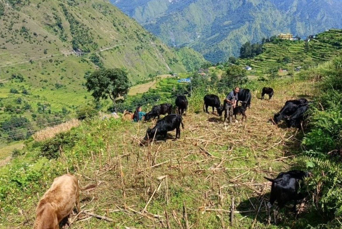 ‘बुकी’बाट बेँसी झर्न थाले गोठाला, पाखाबारी गाईगोरु र भेडाबाख्राले भरिदै