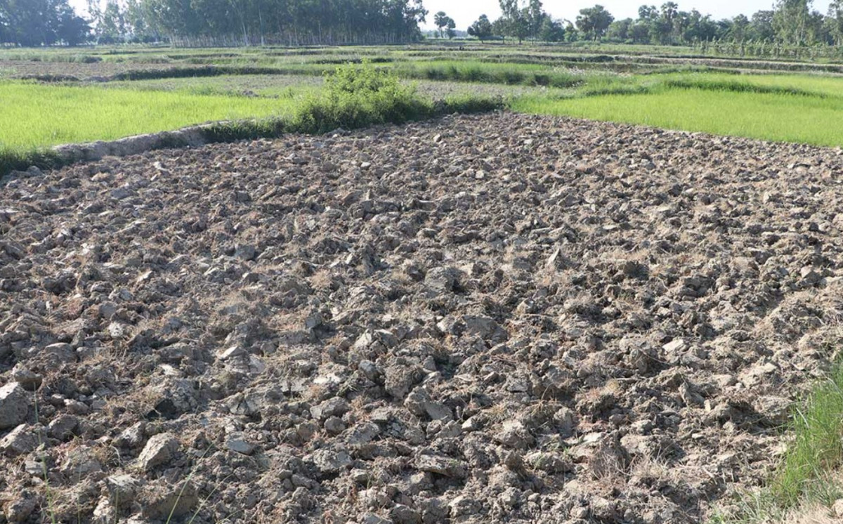 अन्नभण्डार मधेसमै ४३ किसान परिवारलाई पुग्दैन खाना, मरुभूमि बन्न सक्ने सरोकारवालाको चिन्ता