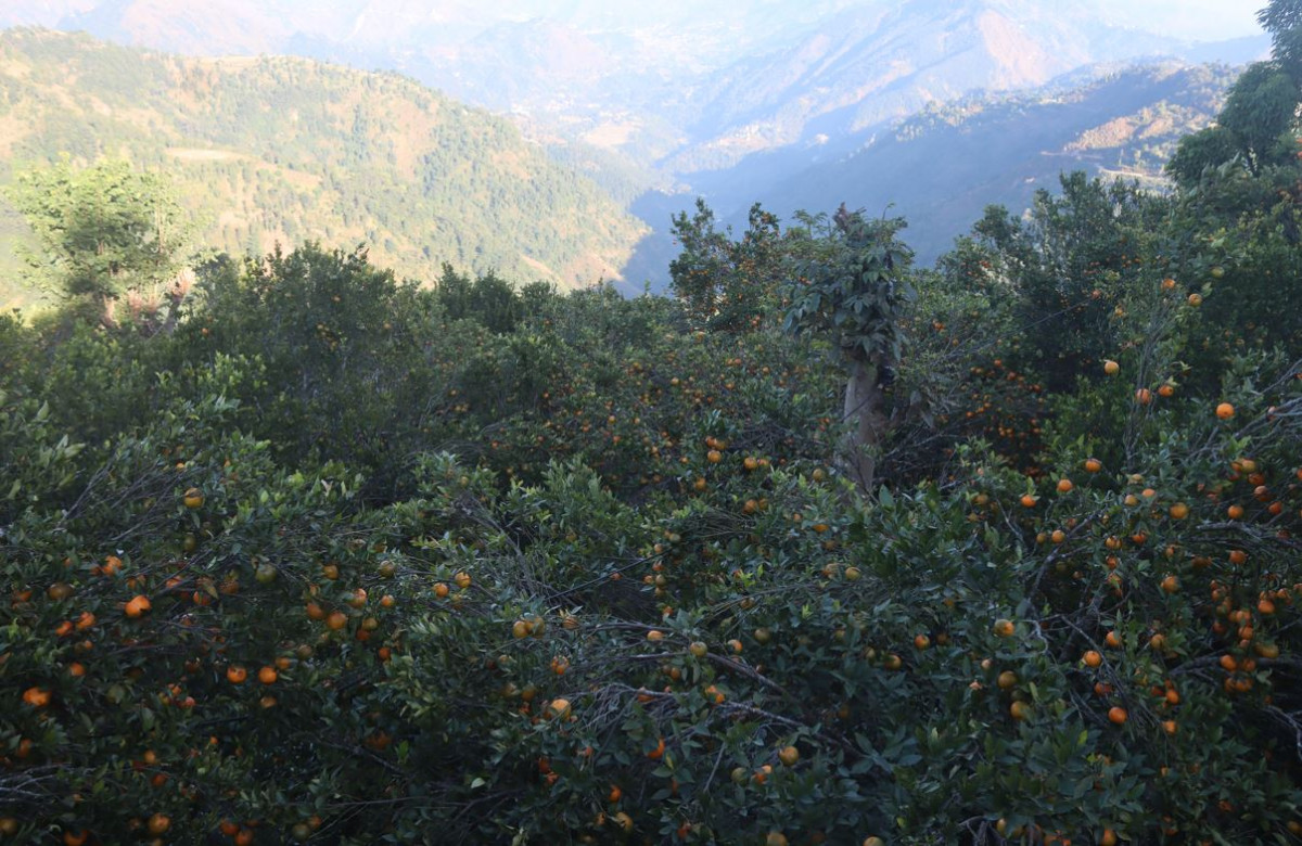 सुन्तला उत्पादनमा वृद्धि हुँदा किसान उत्साहित, नगरपालिकाले सहयोग नगर्दा बजारीकरणमा समस्या