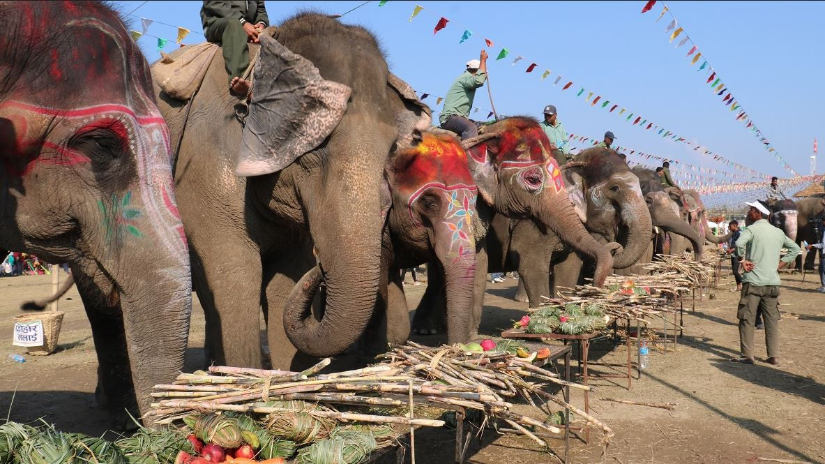 सौराहामा हात्तीको वनभोज