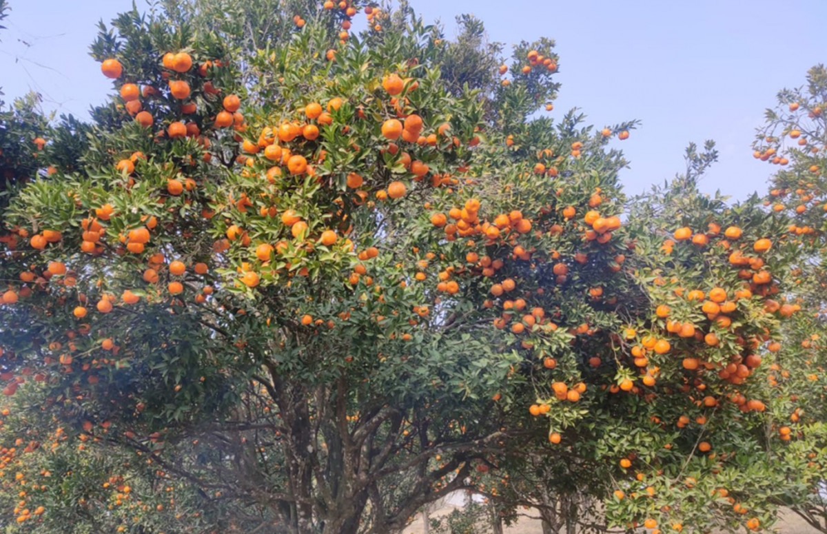 एउटै वडाबाट ११ करोडको सुन्तला बिक्री, ब्यापारी पुग्छन् काठमाडौंदेखि