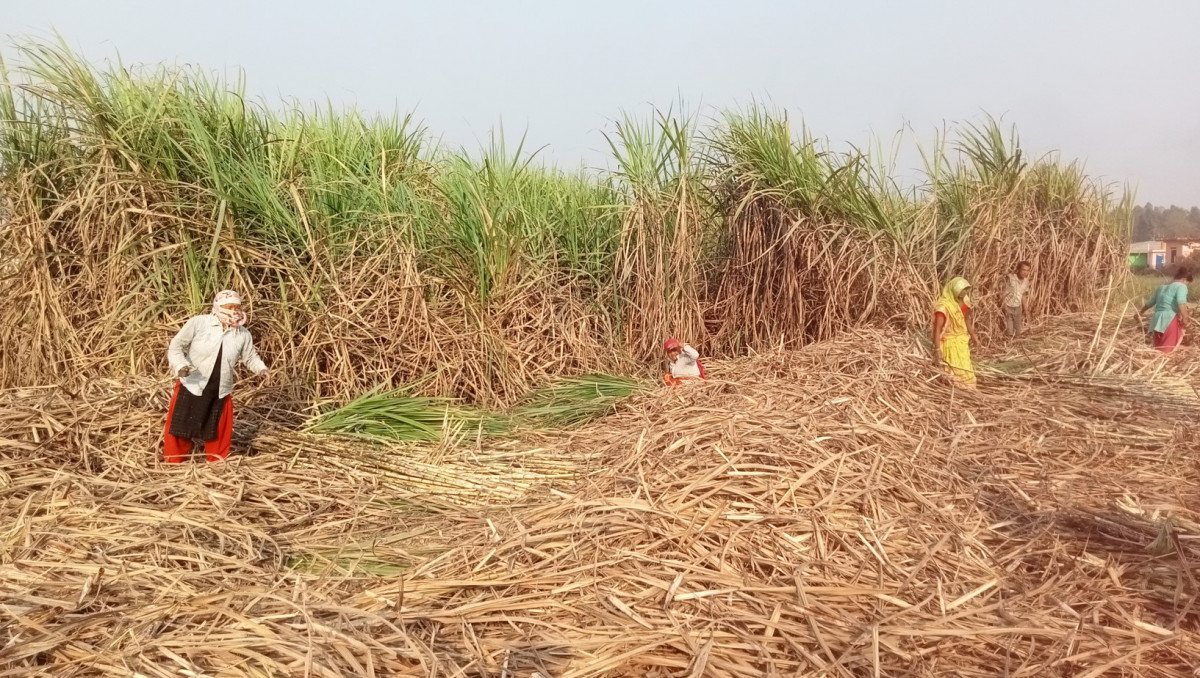 किन नगदे बाली फेर्दैछन् महोत्तरीका किसान ?