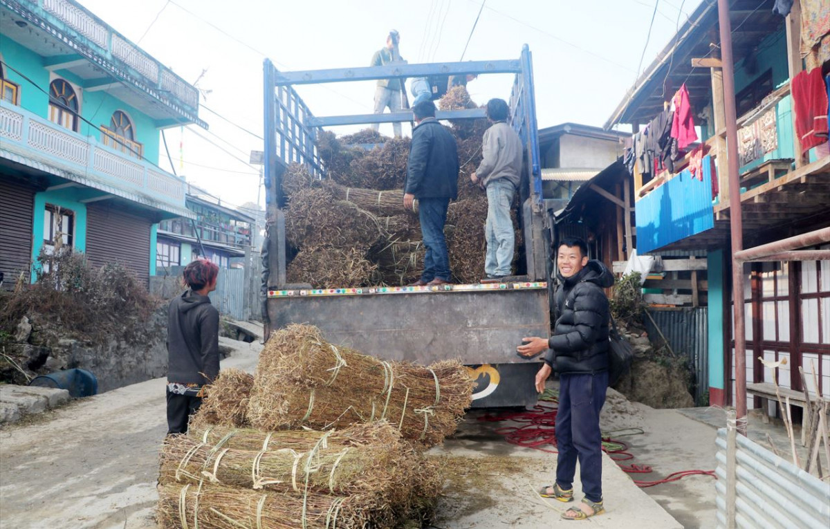 चिराइतो मुल्य बढ्दो, उत्पादन घढ्दो