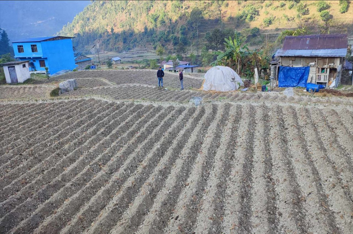 किसानलाई आलु खेतीतर्फ आकिर्षत गर्दै कृषि ज्ञान, क्षेत्र विस्तार ६ सय ५५ हेक्टर जग्गामा क्षेत्र विस्तार