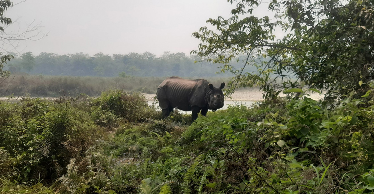 ३८ वर्षमा १०९ गैँडा स्थानान्तरण, जर्मनीदेखि अष्ट्रियालगायतका विभिन्न देशलाई २६ उपहार