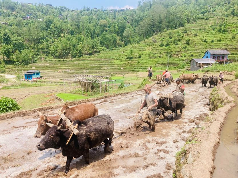 भोजपुरको हतुवागढी गाउँपालिकाले किसानलाई हल गोरु वितरण गर्ने