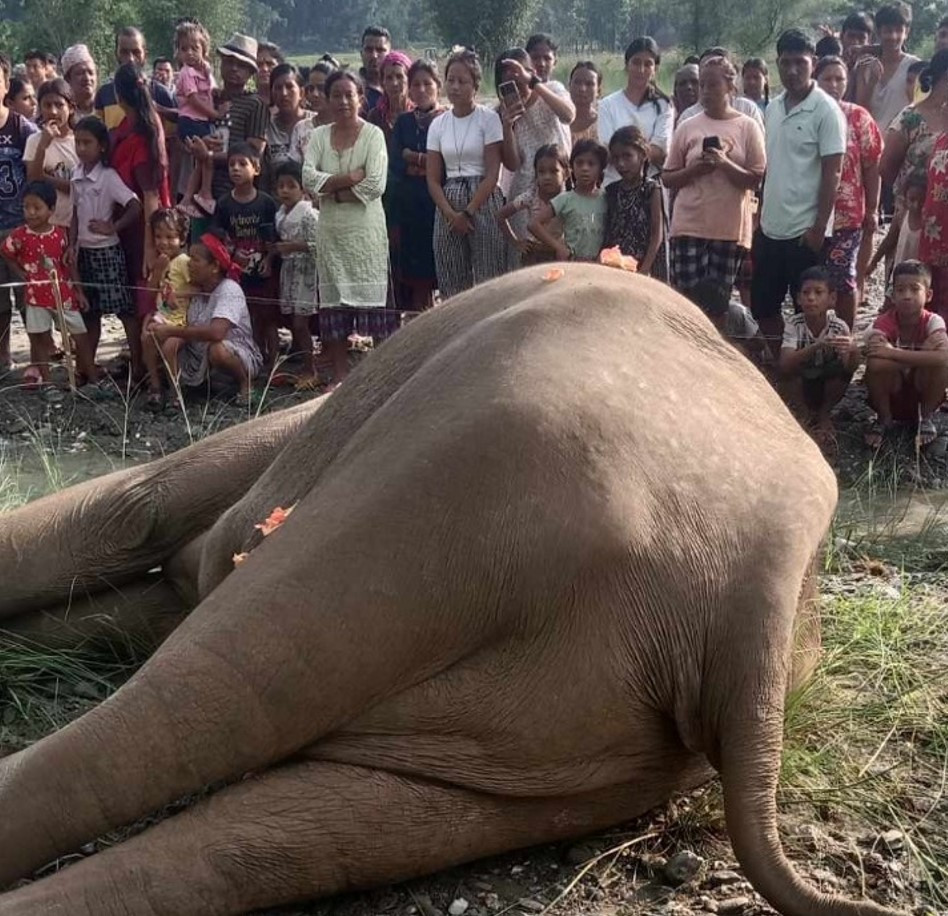 खोला किनारमा मत्ता हात्ती मृत भेटियो