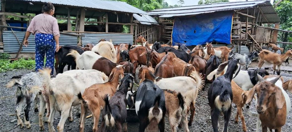 शिक्षण पेसा छाडेर बाख्रापालनमा रमाइरहेका राजकुमार राई, भन्छन् - नाम र दाम दुवै पाएँ