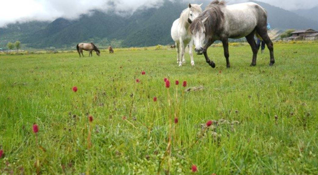 ढोरपाटन सिकार आरक्षको करिब दुई सय हेक्टर जमिन अतिक्रमण