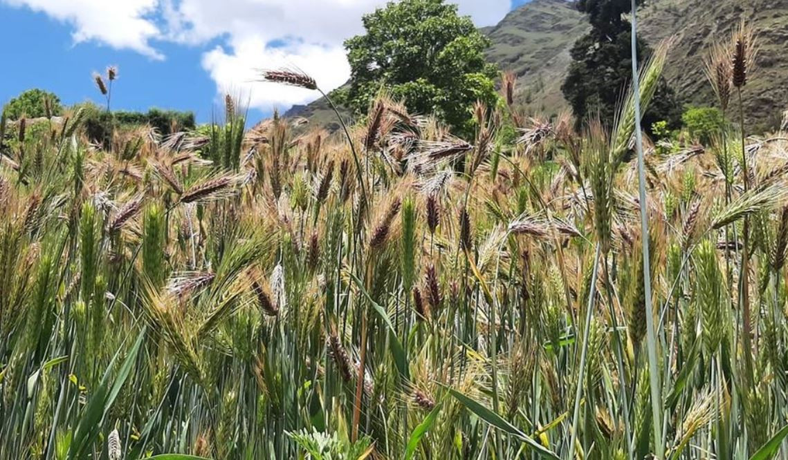 म्याग्दीमा परम्परागत जौँ र उवाको व्यावसायिक खेती