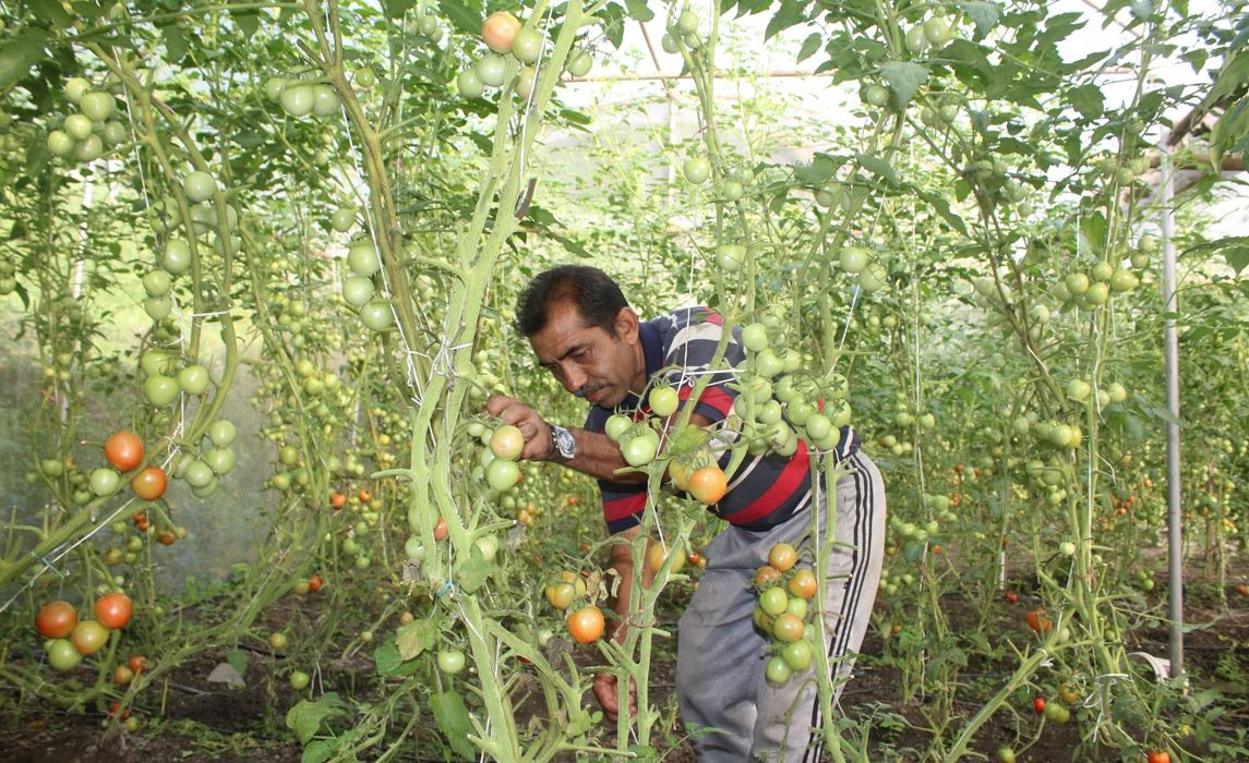 आफ्नै खेतबारीमा नङग्रा खियाउँदा सन्तुष्ट चन्द्रबहादुर, बिदेशमा भन्दा दुई गुणा बढी आम्दानी