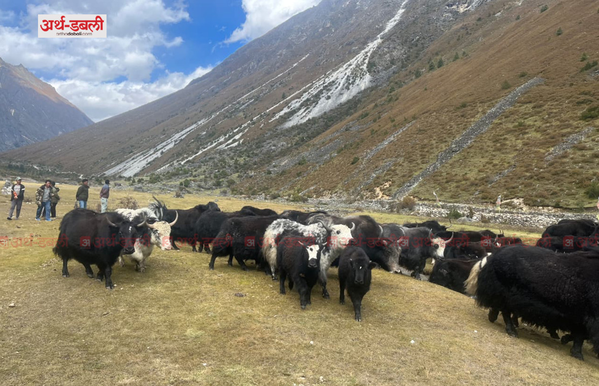 मुगुमा याक तथा चौरीहरु अज्ञात रोगबाट भकाभक मर्दै,  रोग पत्ता लगाउन स्थानिय सरकार ढिलाई किन ?